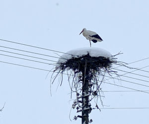 Bocian spędza zimę w Topolanach na Podlasiu