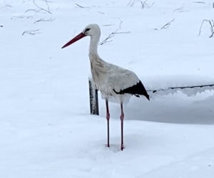 Bocian spędza zimę w Topolanach na Podlasiu