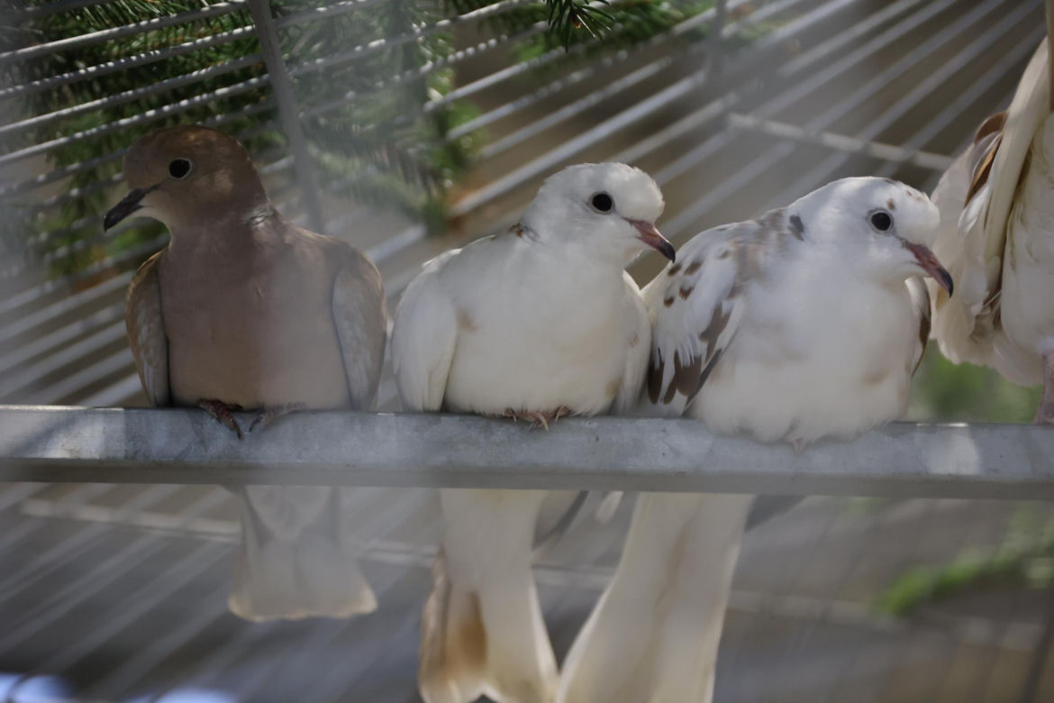 Zoopark 2024 w Lublinie. Można podziwiać wiele gatunków zwierząt