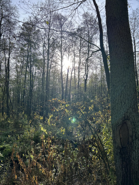 Mokradła niedaleko Grąblina