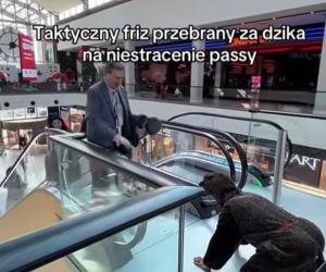 Friz przebrany za dzika