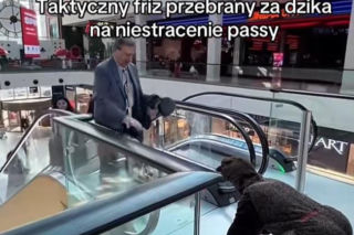 Friz przebrany za dzika