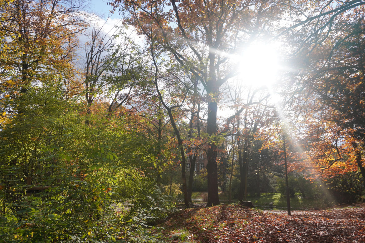 Park Wilsona jesienią