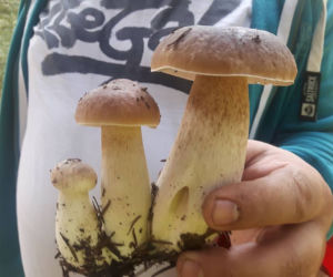 Grzybobranie na Podkarpaciu: Zdjęcia Czytelników