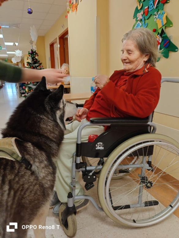 Dogoterapia w starachowickim ZOL-u. Czworonożnym terapeutą jest uroczy Hachi