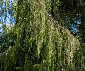 Cyprysik nutkajski 'Pendula'