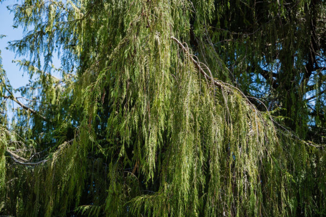 Cyprysik nutkajski 'Pendula'