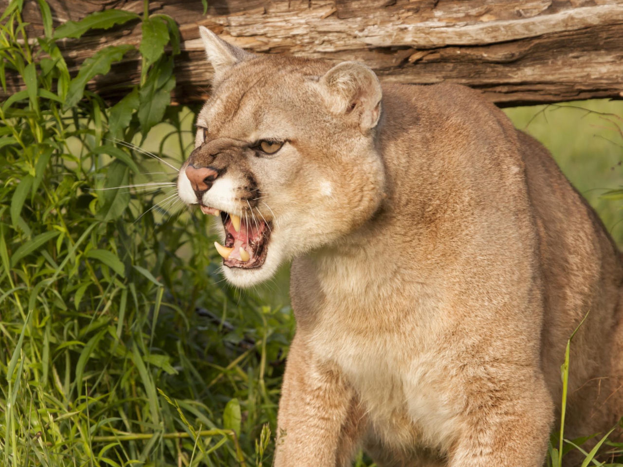 Photo: se.pl Puma Spotted in Mazovia, Poland: Authorities Issue Urgent Warning to Residents