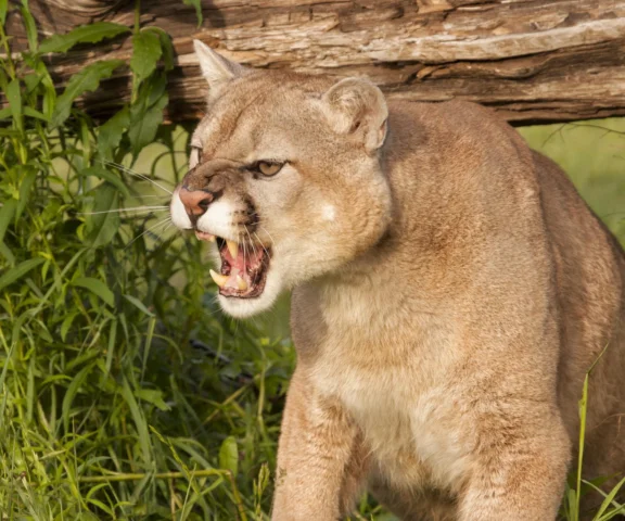 Puma grasuje na Mazowszu. Starostwo ostrzega mieszkańców
