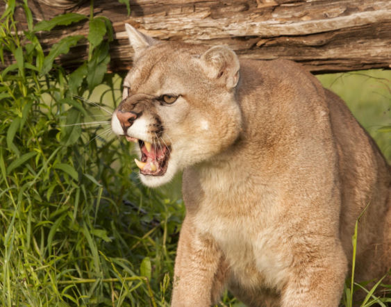Puma grasuje pod Ciechanowem. Starostwo apeluje do mieszkańców o ostrożność