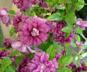 Powojnik 'Purpurea Plena Elegans'