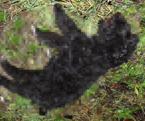 Tadeusz zginął próbując ratować Perełkę. Nocna podróż samochodem zakończona tragedią