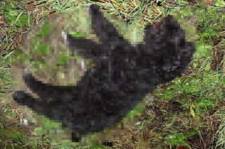 Tadeusz zginął próbując ratować Perełkę. Nocna podróż samochodem zakończona tragedią