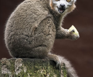 Lemur koroniasty