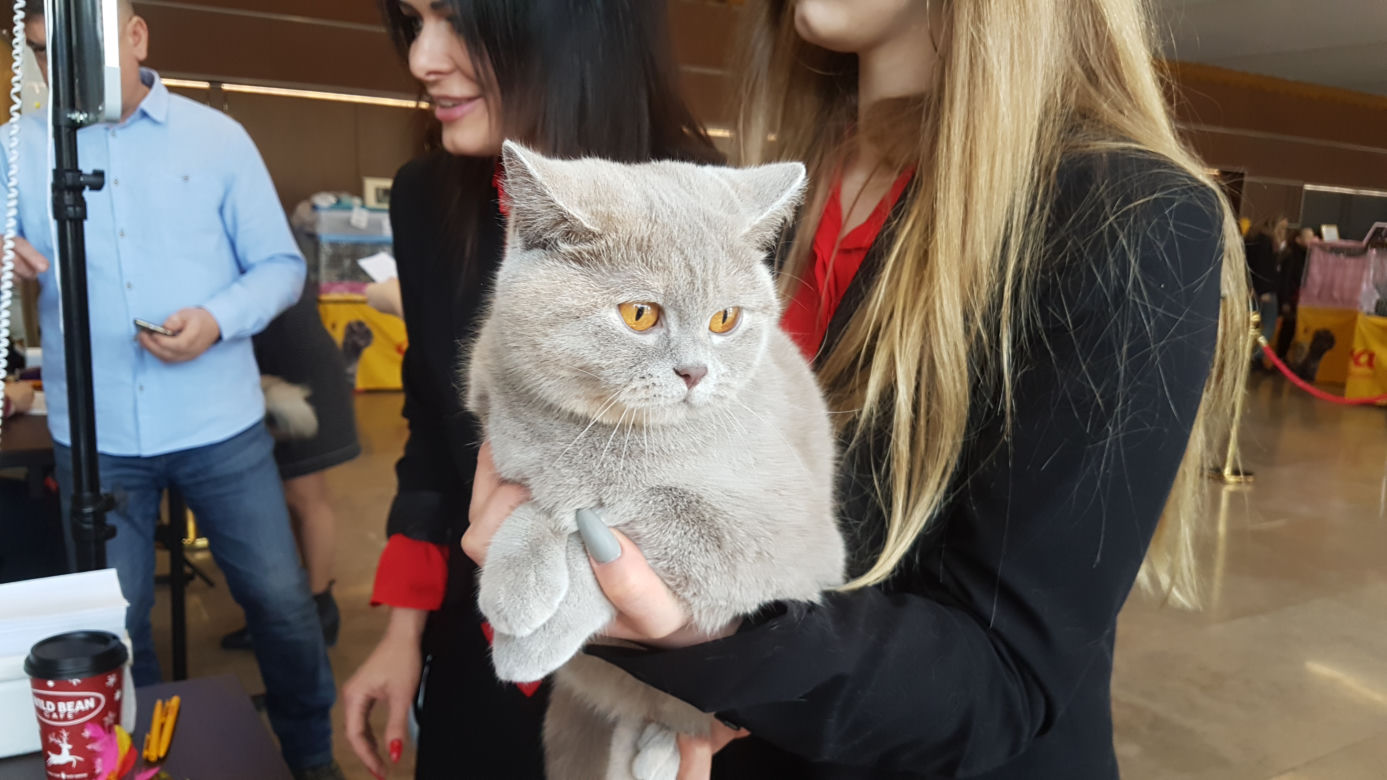 Koty w Toruniu