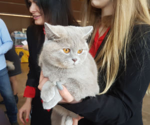 Koty w Toruniu