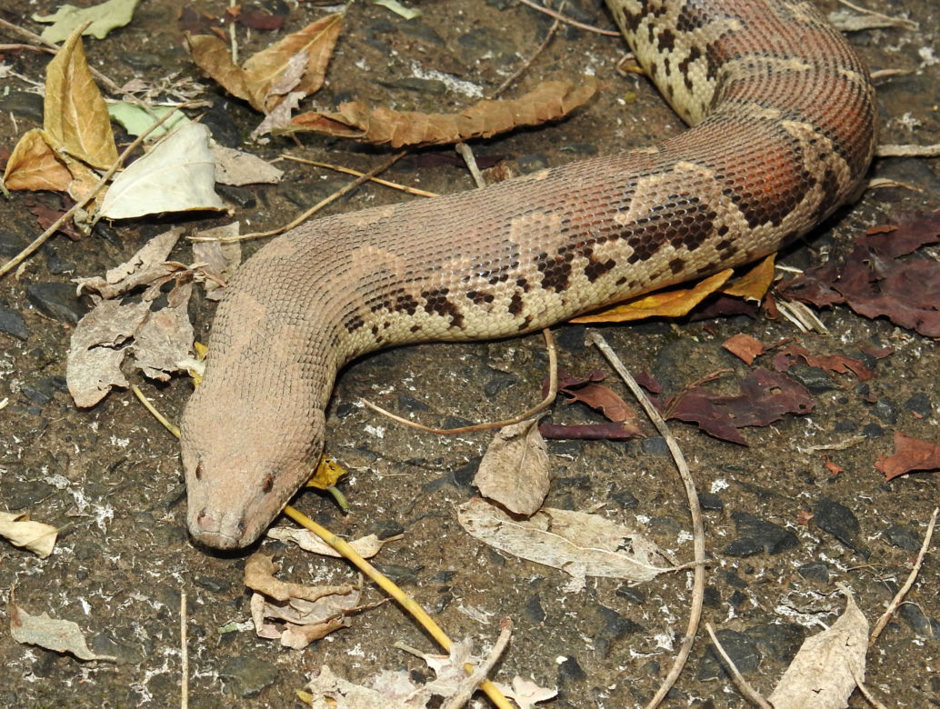 Boa piaskowy (Eryx conicus)