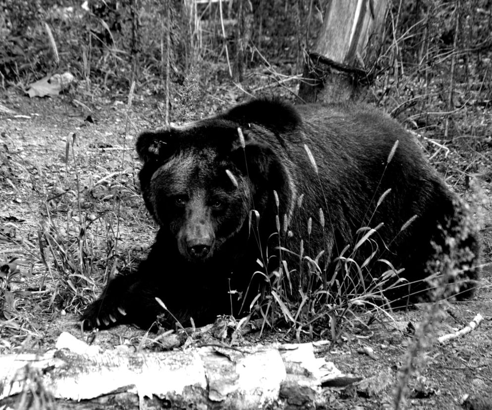 Żałoba w poznańskim ZOO. Nie żyje Ewka. Dałaś nam piękny obraz wiary w człowieka