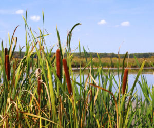 Pałka wodna 