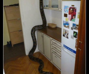 Tych memów o teściowych nie pokażesz mamie! Internauci nie mają litości