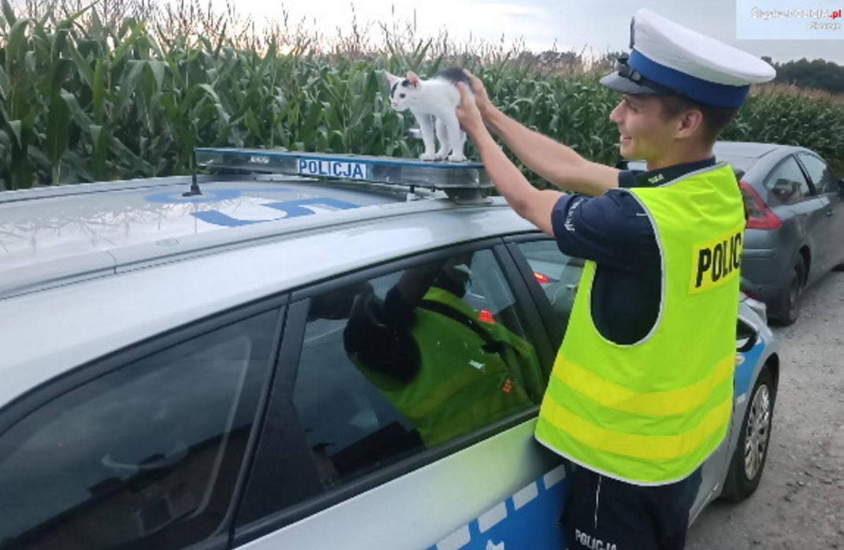 Policjant uratowal kota na wiślance