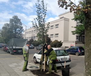  Kolejne drzewa wCOPane w Katowicach! [ZDJĘCIA, WIDEO]