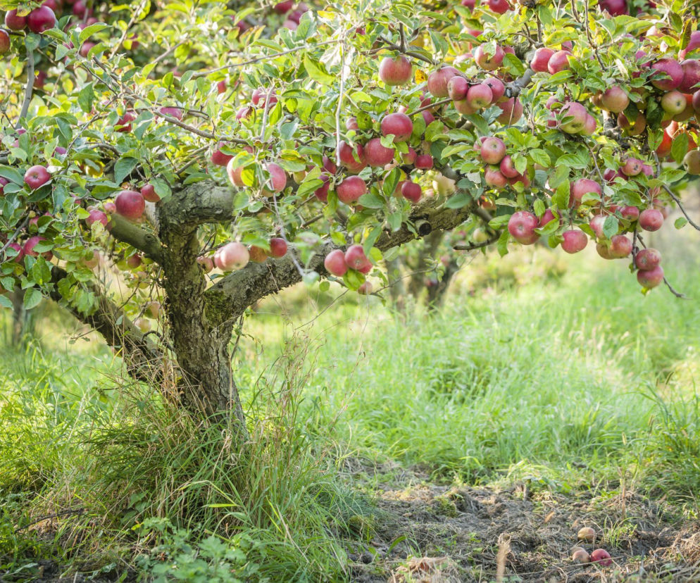 Gdzie kupić stare odmiany drzew owocowych?