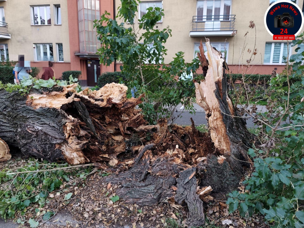 Drzewo spadło na sieć trakcyjną