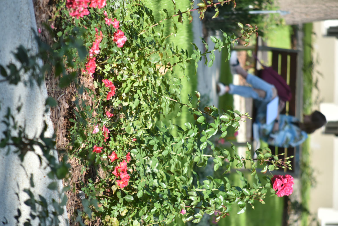 Ogród botaniczny Batorego wrócił do żywych