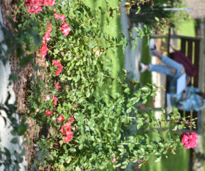 Ogród botaniczny Batorego wrócił do żywych
