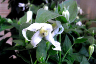 Powojnik 'Hakuree' - Clematis 'Hakuree'