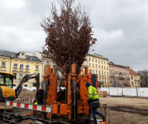 Dąb posadzony na Placu św. Ducha