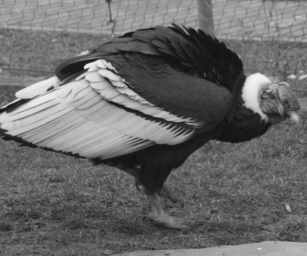 Śląskie ZOO: Nie żyje Baltazar, 57-letni kondor wielki
