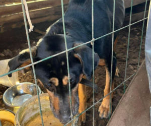 Skrajnie zaniedbany pies walczył o życie