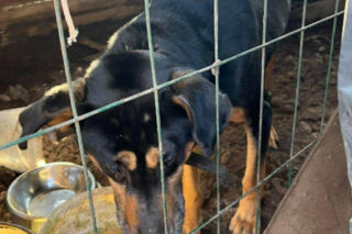 Skrajnie zaniedbany pies walczył o życie