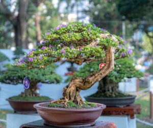 Drzewko bonsai w ogrodzie wygląda olśniewająco. Wiemy, jak o nie zadbać, by cieszyło oko 