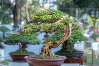 Japońskie drzewko bonsai odmieni twój ogród. Wystarczy pamiętać o kilku prostych zasadach