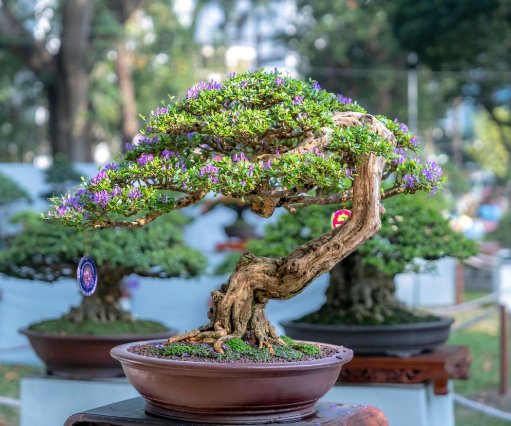 Drzewko bonsai w ogrodzie wygląda olśniewająco. Wiemy, jak o nie zadbać, by cieszyło oko 