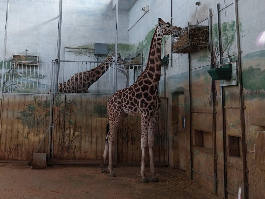 Wiosenny spacer w zamojskim zoo
