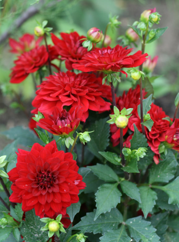 Dalia ogrodowa