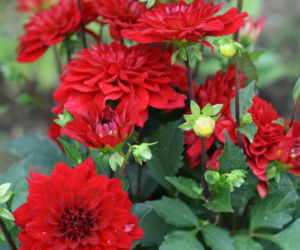 Dalia ogrodowa