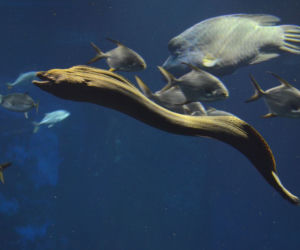 Nowe zwierzęta we wrocławskim zoo