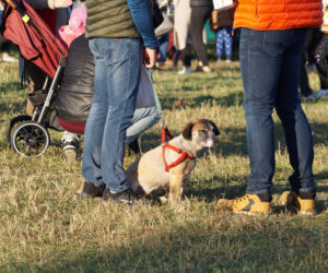 Piknik Wiejskiej Żywności w Fordonie [ZDJĘCIA]