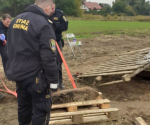 Kicin: Dziki wpadły do rowu! Uśpienie było koniecznością
