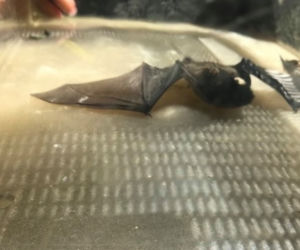 W lokalu na Starym Mieście spał Batman. Musiała interweniować straż miejska [FOTO]
