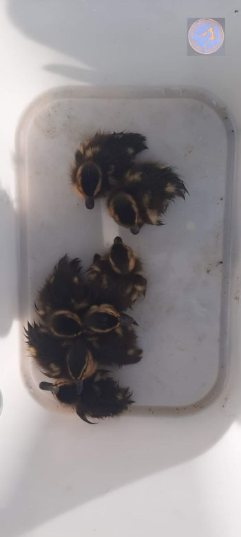 Interwencje Animal Patrolu Straży Miejskiej w Łodzi