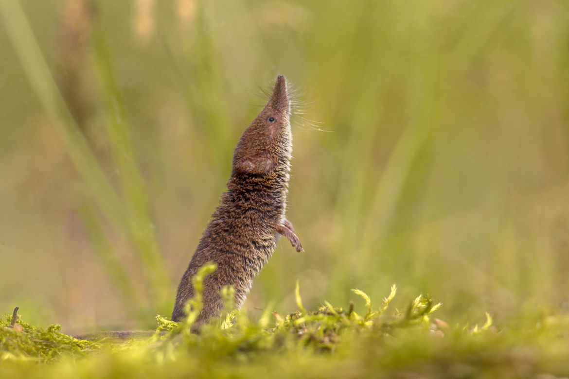 Ryjówka malutka (Eurasian pygmy shrew)