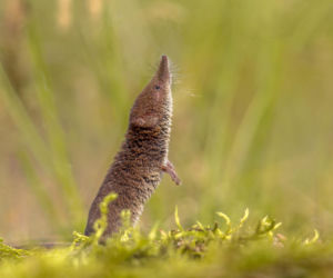 Ryjówka malutka (Eurasian pygmy shrew)