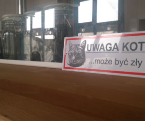 Kot Cafe