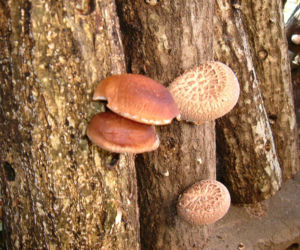Grzyby shiitake